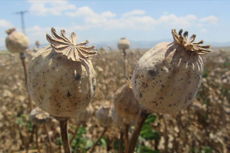 TMO haşhaş alım satımında yetkili olacak