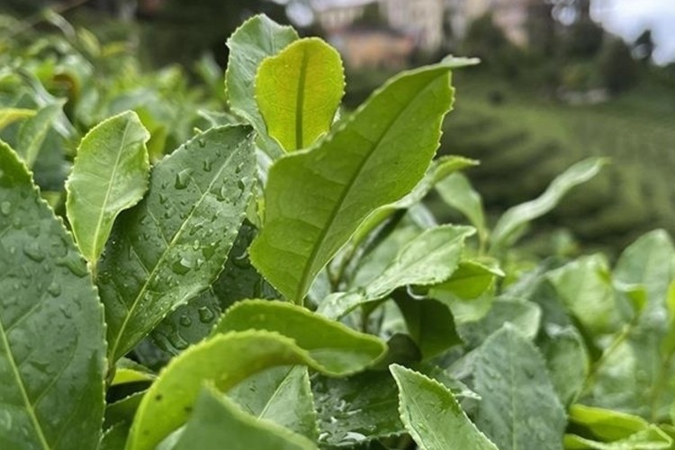 ÇAYKUR'da 2024 yaş çay sezonu yarın başlayacak