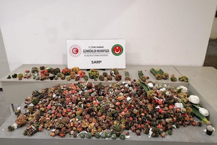 Sarp Gümrük Kapısı'nda 2 bin 850 kaçak kaktüs ele geçirildi