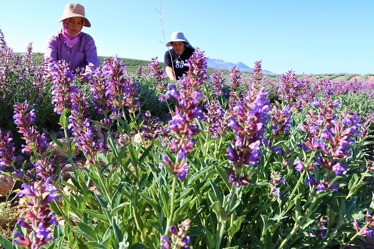 Ada çayı bahçeleri çiftçilere yön verecek