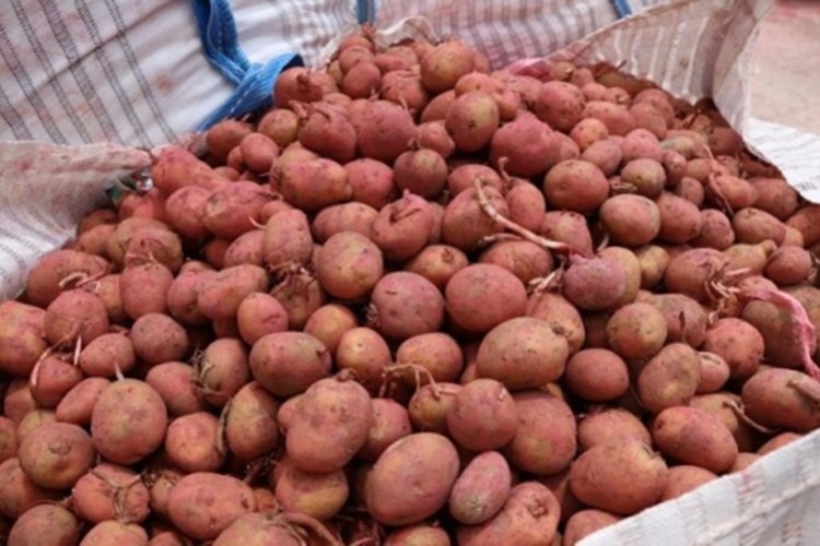 Patates tohumluğu üretim ihalesi