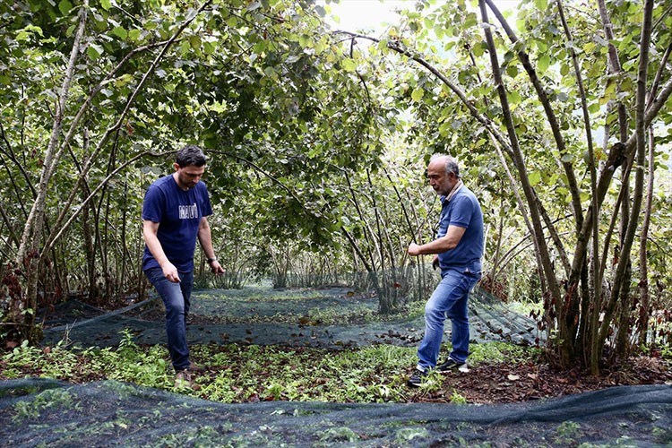 Giresun'da 11 üreticiye fındık hasadı için file örtü desteği sağlandı