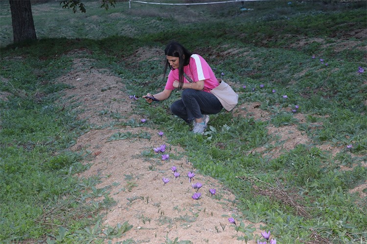 Karabük'te safran tarlaları ziyaretçilerini ağırlıyor