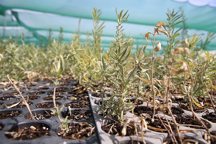 Süt verimini artıran tuz çalısı Eskişehir'de üretiliyor