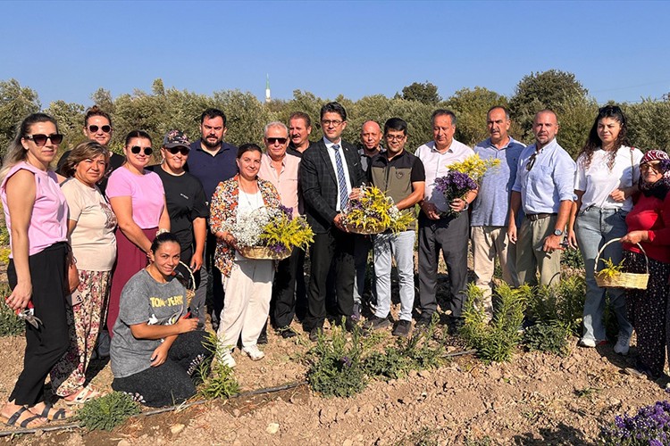 Süs bitkisi üretiminde kadın çiftçiler hasada başladı