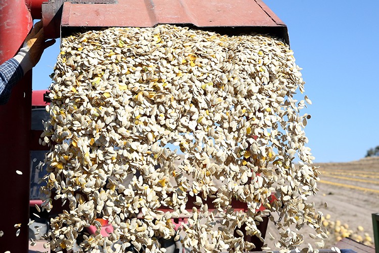 Kayseri'nin kabak çekirdeğinin ihracat pazarı genişliyor