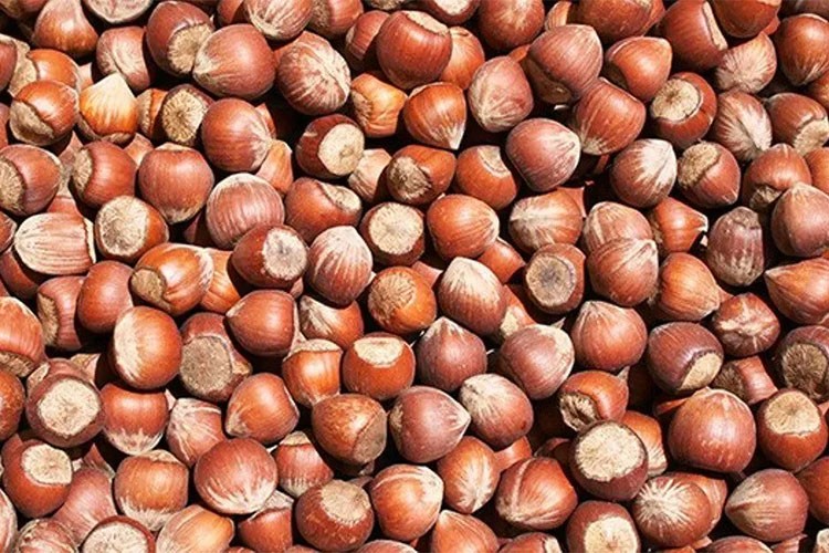 Giresun'da fındık 130-135 liradan işlem görüyor