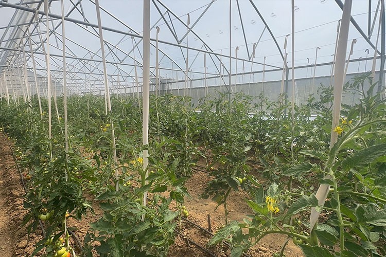 Seracılık hayalini 60 yaşında gerçekleştirdi