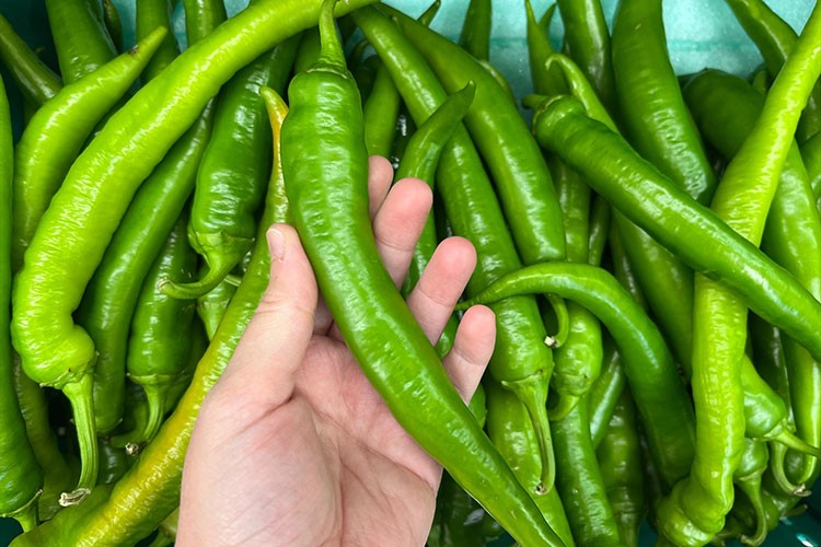 Türkiye'nin biber ihracatının yüzde 71'i Batı Akdeniz'den