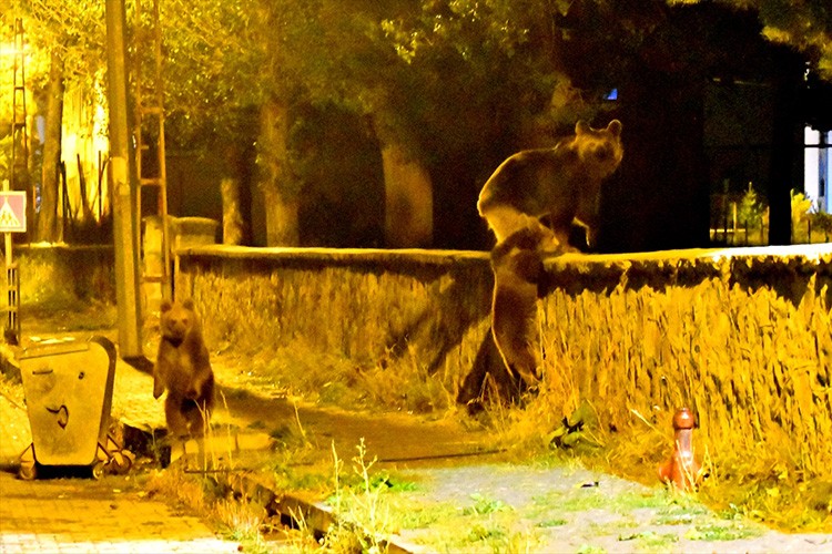 Bozayı ve yavruları mahallede yiyecek aramaya indi