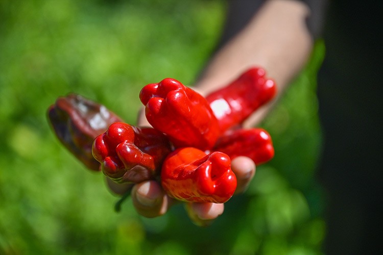 Cırgalan biberi yurt dışına da gönderiliyor