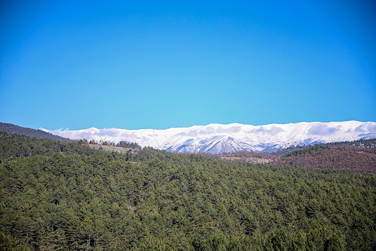 Uludağ eteklerinde oluşturulan bal ormanı arıcıları bekliyor