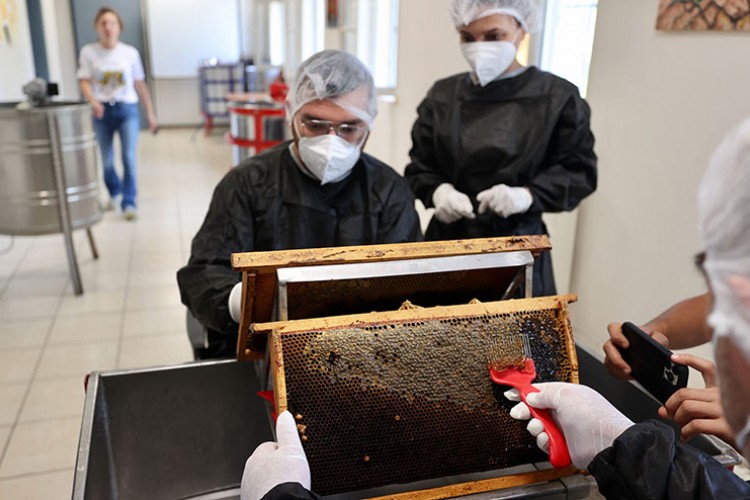 Hava koşulları kestane balında rekolteyi düşürdü