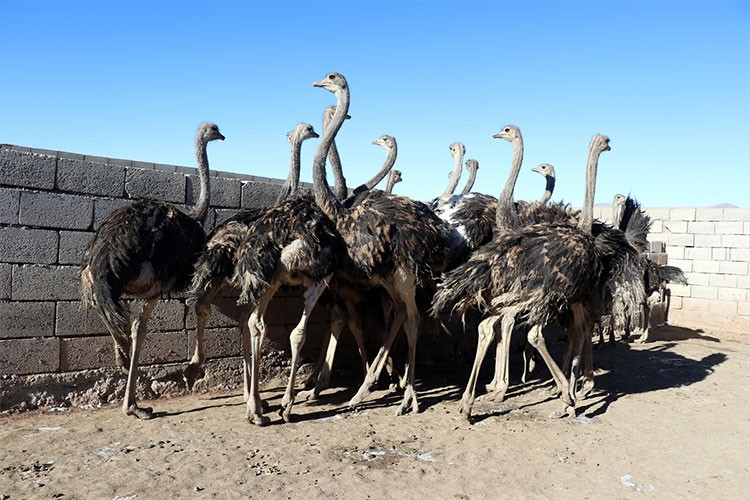 Kurduğu çiftlikte deve kuşu yetiştiriciliği yapıyor