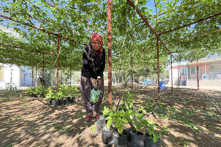 Evlerinin önüne kurdukları tropikal meyve bahçesi gelir kapıları oldu