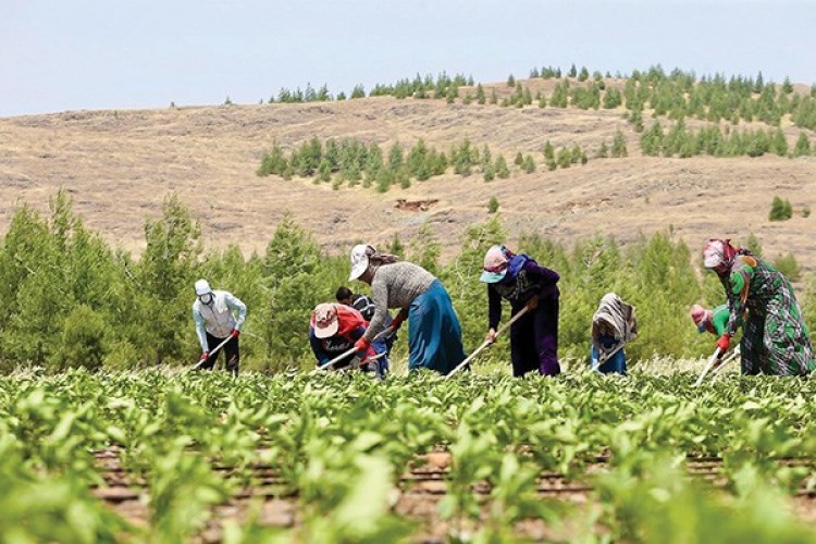 Çiftçiler 7 bin 200 günde emekli olmak istiyor