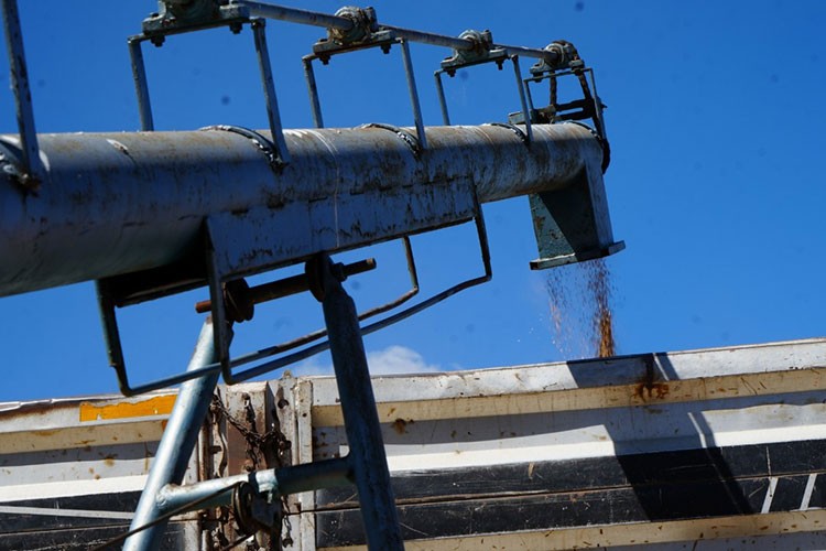 TMO'da hububat alımları sürüyor