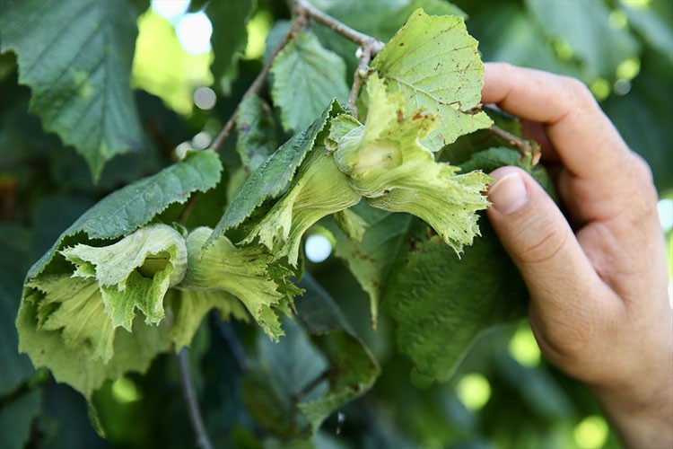Karadenizli fındık üreticileri hasada hazırlanıyor