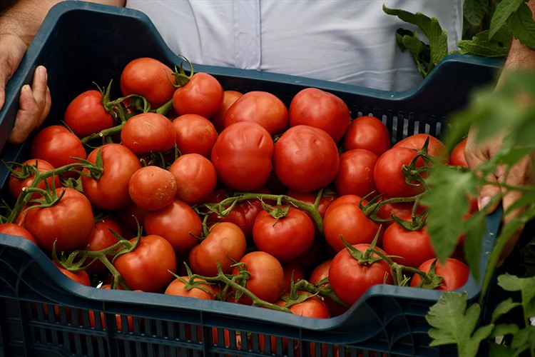 Volkanik cürufla domates verimi artırıldı