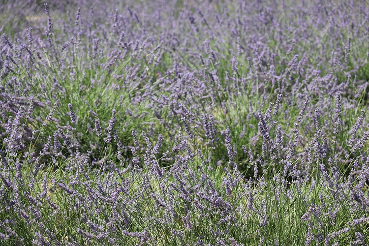 Lavanta Kokulu Safran Bahçesi