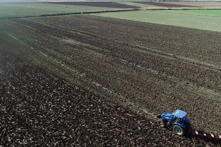Domates üreticisi yeni yıldan umutlu