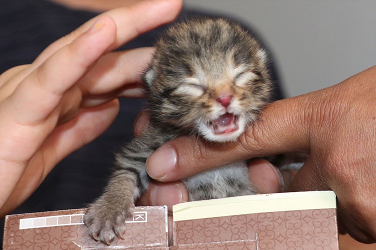 Ormanda bulunan yavru vaşak yetkililere teslim edildi