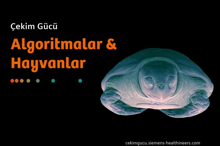 Siemens Healthineers Türkiye'den Algoritmalar ve Hayvanlar sergisi