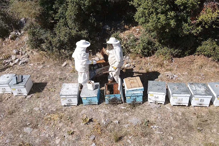 Arıcıları çam balı sevindirdi