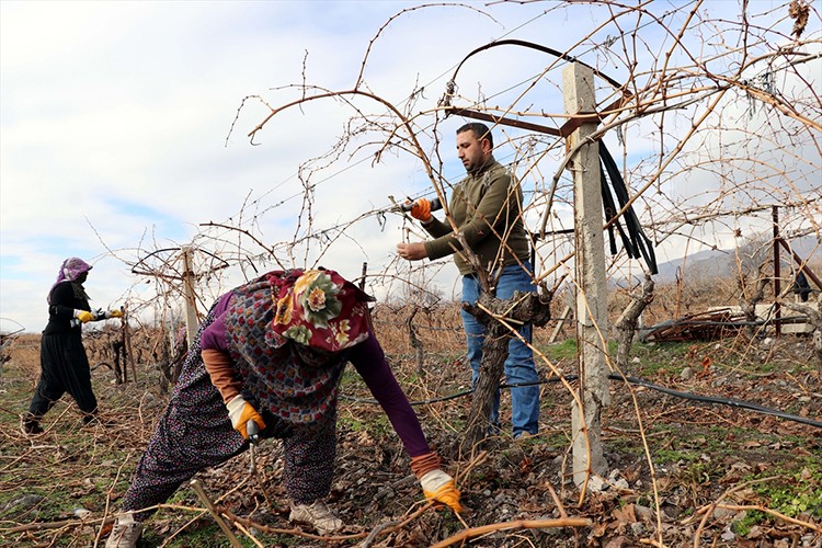 Karın yağışı üzüm bağlarını canlandırdı