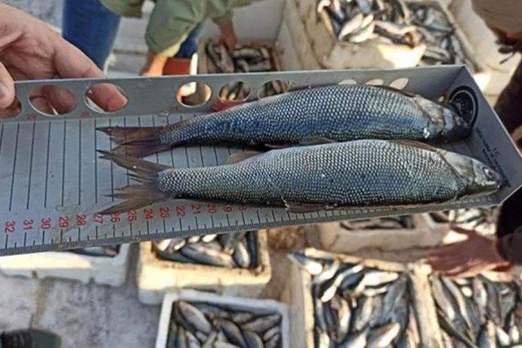 Dardanel, İnci Kefali üretimine başladı