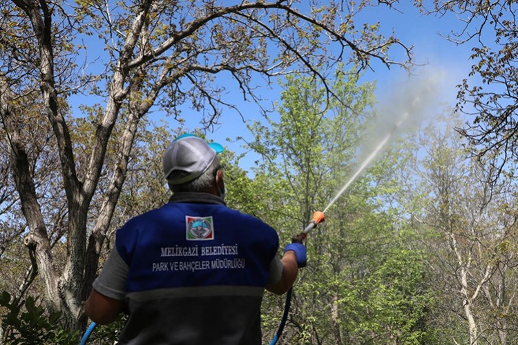 Gesi'de ceviz ağaçları ilaçlandı