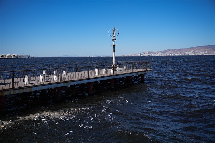 İzmir Körfezi'ndeki balık ölümleri sürüyor