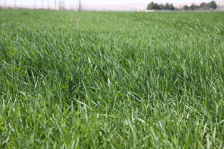 Buğday ve arpada verimlilik artacak