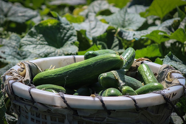 Hatay'da açık alanda salatalık hasadı başladı