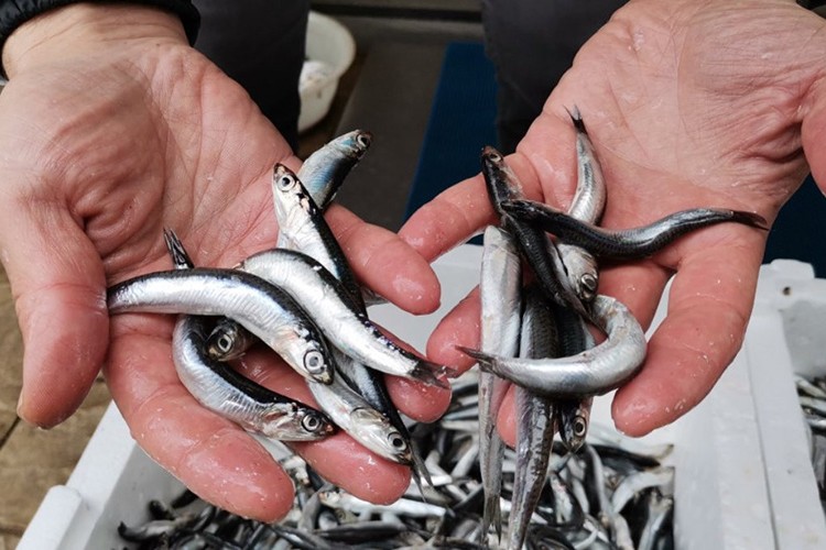İklim değişikliği hamsi avcılığını olumsuz etkiliyor