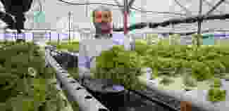 Uçak mühendisi işini bırakarak sebze üretiyor