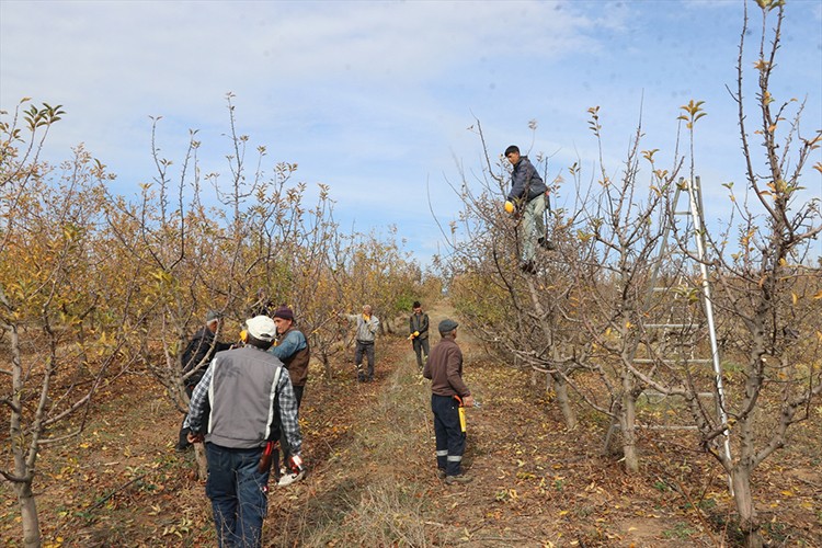 Yozgat'taki devasa meyve bahçesi bölge halkına istihdam kaynağı oldu