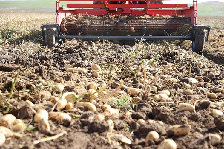 Sivas'ta yerli tohumluk patatesin hasadı başladı
