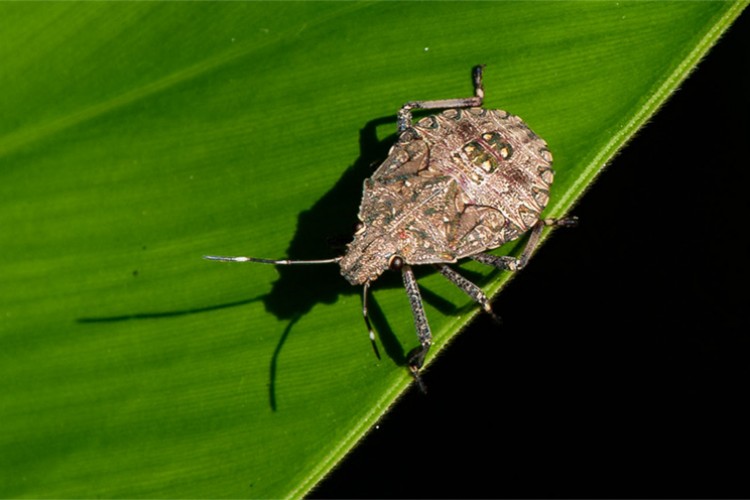 Kahverengi kokarca zararlısıyla mücadele sürecek