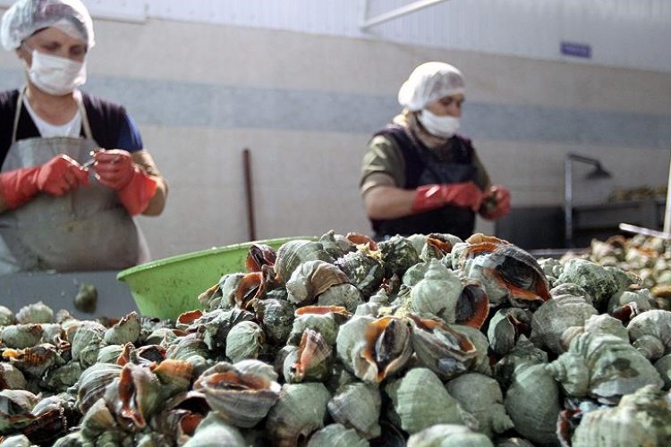 Deniz salyangozu ihracatı 8 ayda 11,6 milyon doları aştı