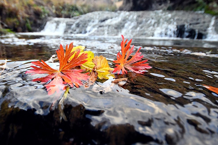 Kars'taki Keklik Vadisi'nde sonbahar güzelliği yaşanıyor
