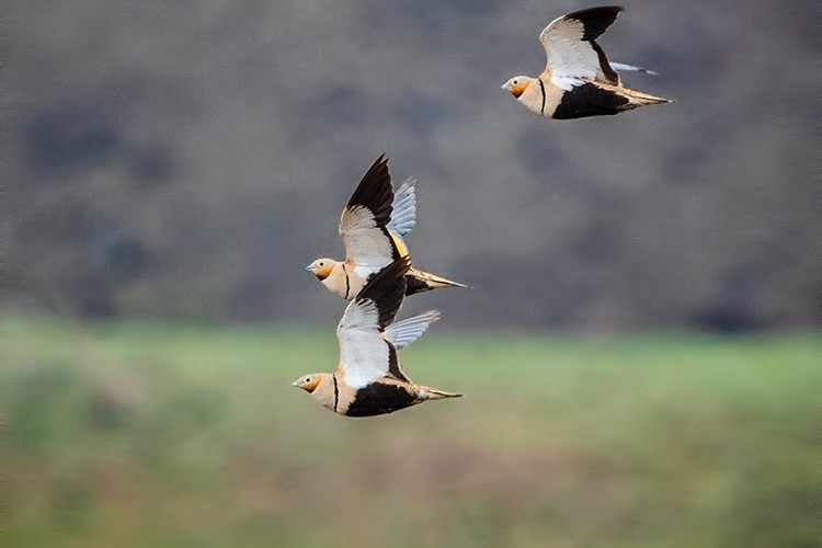 Doğaya Kanat Açtık altı ilde devam etti