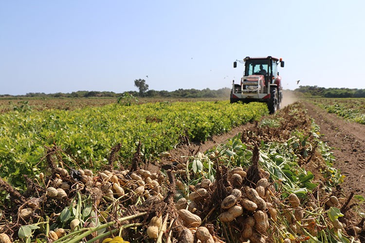 Adana'da yer fıstığı hasadı sürüyor