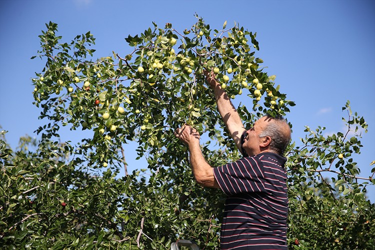 Çiftçiler küçük arazilerini hünnap üretimiyle değerlendiriyor