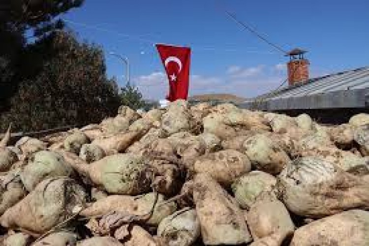 TürkŞeker pancar alım fiyatını ton başına 2 bin 975 lira olarak belirledi