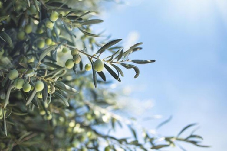 Zeytinlik satılacak
