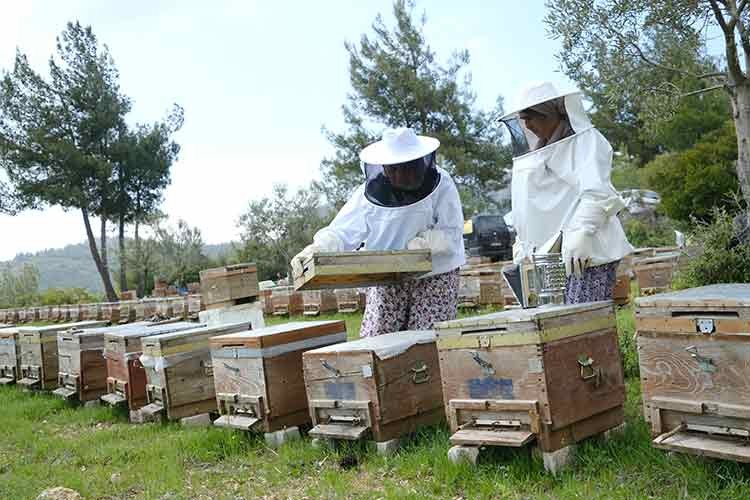 İzmir'in girişimci kadınları çam balı üretimine hazırlanıyor