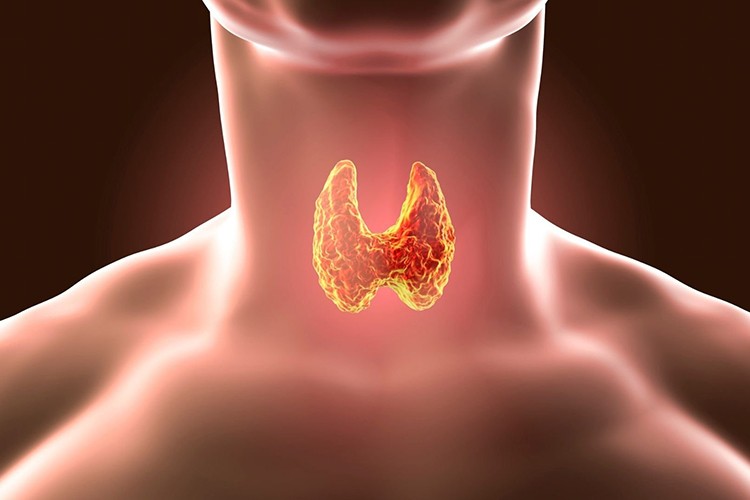 İyot tiroid hormonlarının üretiminde kritik rol üstleniyor