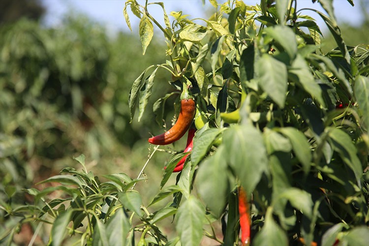 Maraş biberinin hasadı başladı
