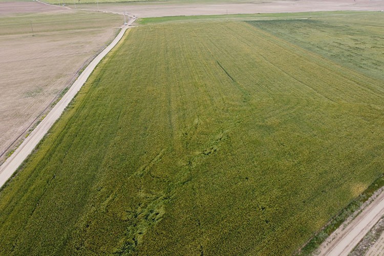 Konya Ovası'nda hububatta sarı pas hastalığı görülüyor